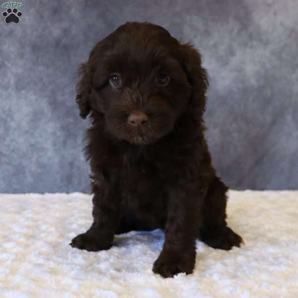 Tally, Portuguese Water Dog Puppy